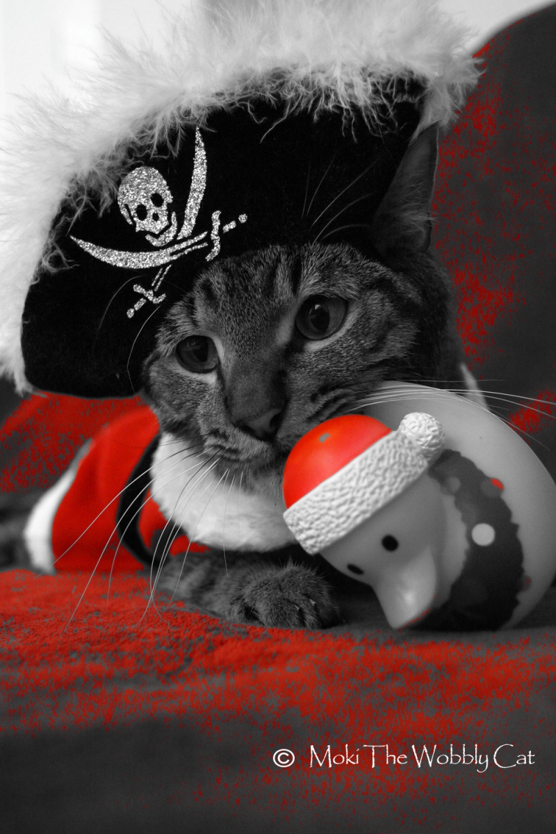 Christmas Pirate 2                   